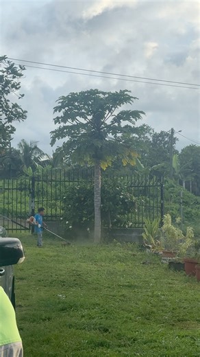 Living in Samoa Part wateva 😅 faiga a lea o makou iigei i Samui a Leai a gi turkey ole aso Thanksgiving o ifo e moa le vao 🤣 #samoa #fypシ゚viralシfypシ゚ #fypageシ | Sai Ni