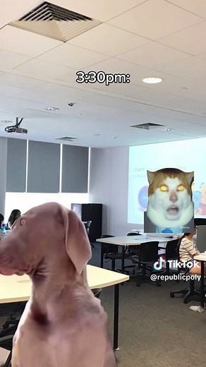 Life in Polytechnic: A Comparison of Campus Experiences