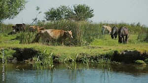 Landscape with horses and cows from Danube Delta area, Romania.