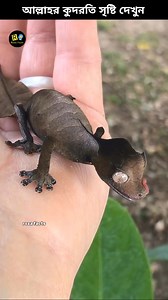 692K views · 10K reactions | The master of camouflage leaf tailed gecko #fish #animals #shorts #viral #rozafacts | Roza Facts | Facebook