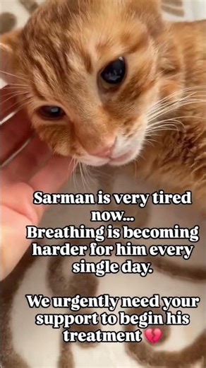 Donation link is in bio for any help and support towards Saruman’s treatment.