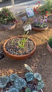 🪴The first snowdrop of the season, Galanthus reginae-olgae ‘Queen Olga’s Snowdrop’, is now on display in the Alpine House here at RHS Harlow Carr. Lauren, our Specialist Student in Alpines and Streamside, explains how these delicate blooms, along with over 250 other varieties in the collection, bring a touch of early spring to the garden. Flowering until March, they’re a sight not to be missed. Come see them for yourself and get inspiration for your own garden. #Snowdrops #RHSHarlowCarr #Alpine