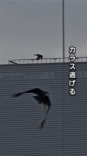 逃げるカラス😅。『鳶』『カラス』『野鳥』#vlog #shorts #癒し #かわいい#日本 #冬#猛禽類 #自然#観察
