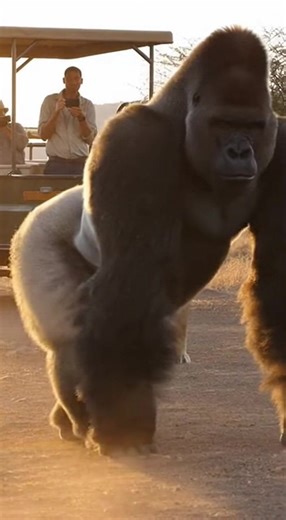 National Geographic style tension gorilla slams its palm into the ground once dust erupting outwa | Animal Behavior