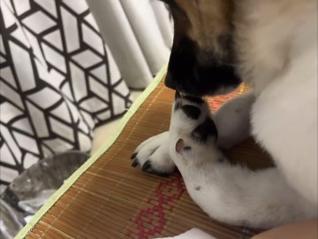 The Dog Licks Its Paw