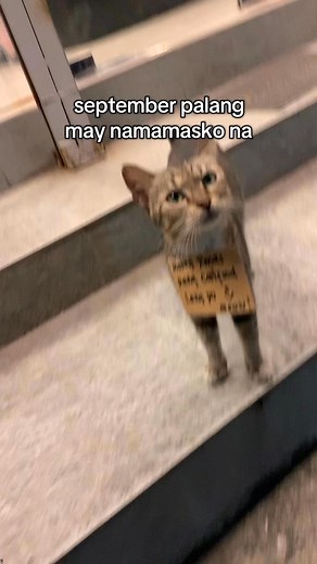 532K views · 38K reactions | ang aga naman ming #reels #Christmas #cats #petlovers | Hiraya Solemn | Facebook