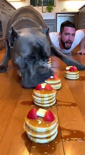 I Challenged My Dog to a Maple Syrup Pancake Race… Big Mistake 😭🥞🐶 | Funny Dog Challenge