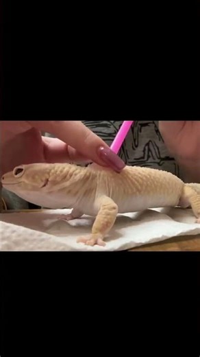 Yall ever seen a lizard assisted in the shedding process? #lizard #sheddingseason #snakes #reptiles