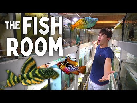 AMAZING TOUR of The Fish Room! (Full Tour)
