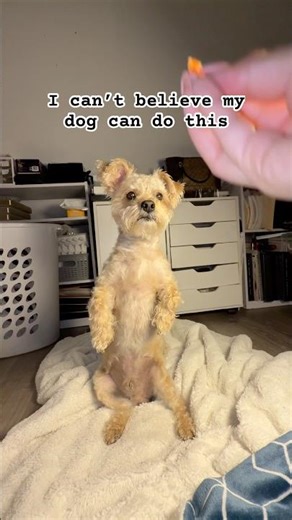 Yorkie Bichon Mix Catches Treat While Standing 😂