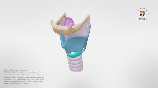 Anatomy of the Larynx - Download Free 3D model by University of Dundee School of Medicine (@tilt)