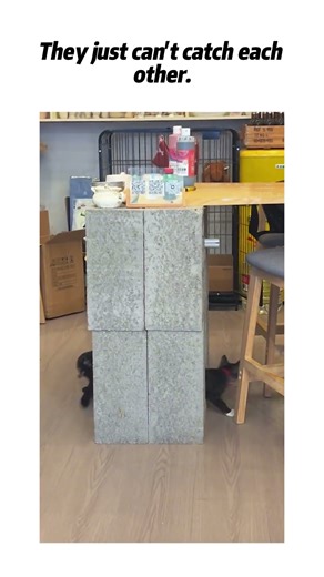 They chase each other like they're dancing.