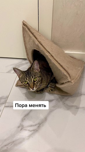 Charming Domestic Cat Enjoys Playtime in Cozy House