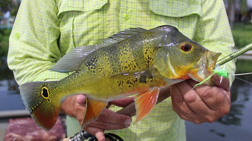 Non-native fish are found throughout Florida's freshwaters