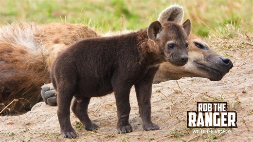 Cute cub explores a spotted hyena den with curiosity