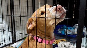 New animal rescue to open in Pinellas Park