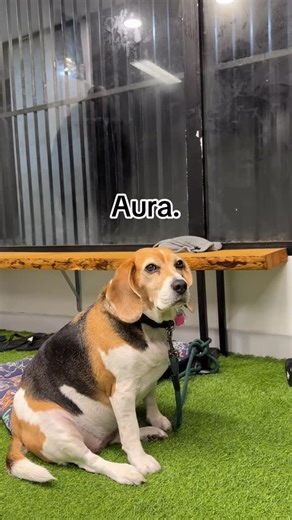 Michael Green on Instagram: "This dog genuinely mogging everyone😭 #openmat#jiujitsu#aura#teammascot"