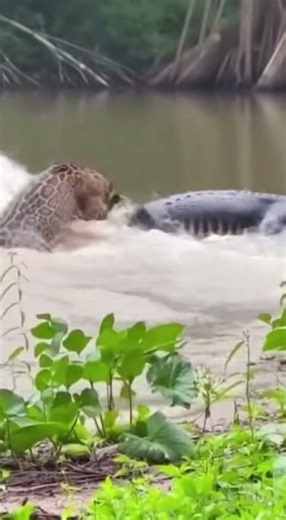 Jaguar Launches a Perfect River Ambush — Amazon’s Most Powerful Hunt Caught on Camera