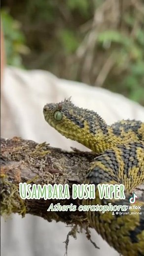 Usambara bush viper in the wild! #snake #reptiles #venomous #africa #wildlife #herping #herpetology