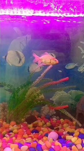 Fish love #song #music #fish #fishing