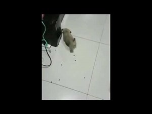 8-bit Animals. Pacman Pug