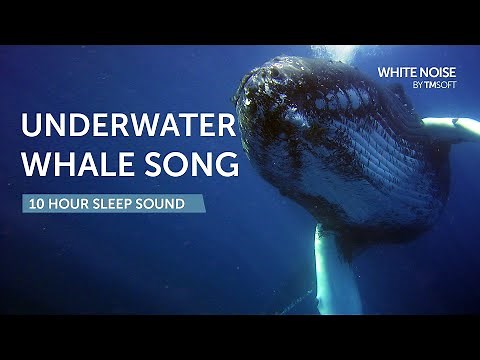 Whale Song Sleep Sound - 10 Hours - Black Screen