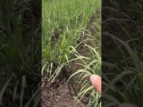 TAIYOINDIA#DRY TYNE# SUGARCANE FIELD # CUSTOMER FEEDBACK # GOOD PERFORMANCE # SUP6#JAPAN TECHNOLOGY