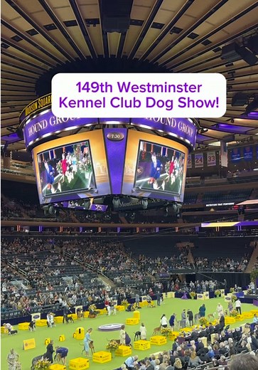 Westminster Kennel Club Dog Show Hound Group Highlights