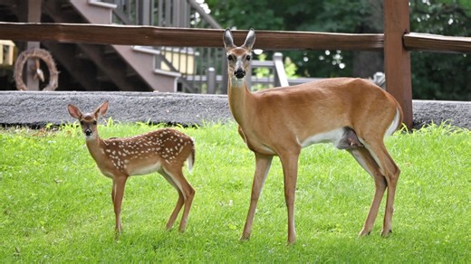 What to do if you find deer tracks in your backyard