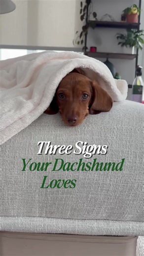 Rango’s love language 💚