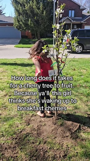 Cherry Tree Growth: Time to Fruit and Tips