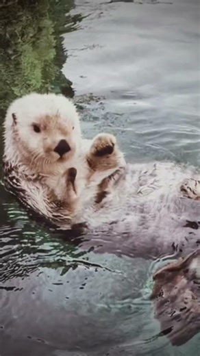 Pls algorithm 😭 #editlyrics