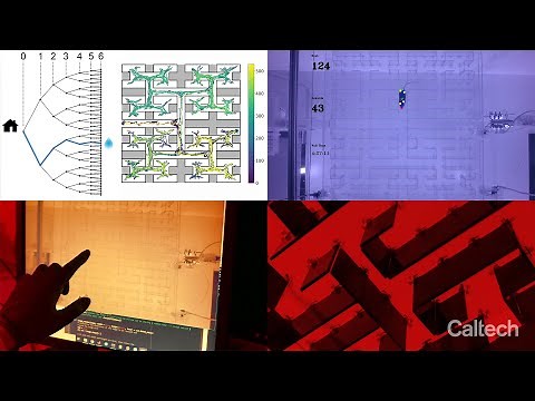 Mice Exploring a Labyrinth Demonstrate Rapid Learning Abilities