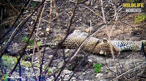 Strongest Leopard Climbing Up A Tree With Its Prey   Wildlife Moments