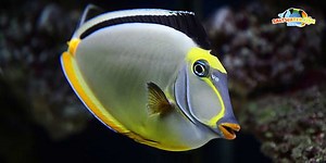 naso tang for sale