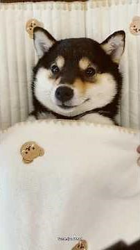 This Dog Gets VIP Spa Treatment EVERY DAY — You Won’t Believe His Reaction!#petcare #puppycare #pet