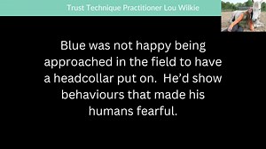 Access The Trust Technique's introduction series for 𝐅𝐑𝐄𝐄 𝐅𝐎𝐑 𝐀 𝐋𝐈𝐌𝐈𝐓𝐄𝐃 𝐓𝐈𝐌𝐄 𝐎𝐍𝐋𝐘! Learn how to build a deeper connection with your animal through communication & healing techniques that benefit both you and your furry friend ❤️ Don't wait! Click '𝐋𝐞𝐚𝐫𝐧 𝐌𝐨𝐫𝐞' to get started! | The Trust Technique
