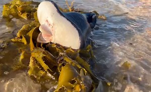‘Alien’ Creature With Human Lips Washes up on Australian Beach