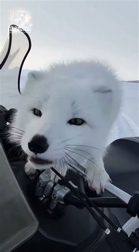 Arctic Fox Bites GoPro on Snowmobile
