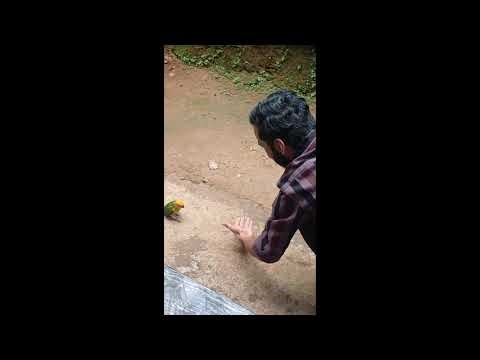 Birds training, #sun conure