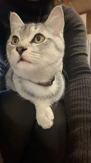 Basically, Ginji is a very clingy cat with zero sense of personal space. #CatPersonality