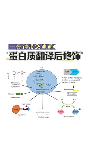 一分钟带你速通蛋白质翻译后修饰！