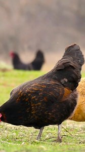 122 reactions · 17 shares | I love all eggs. Loaded with choline,...