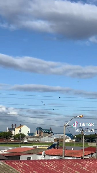 Racing Pigeons: A Guide to Competitive Bird Racing