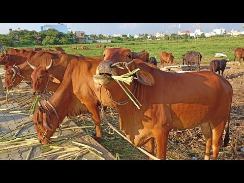 Cows Cute Video, Cows Eating Grass In The Farm