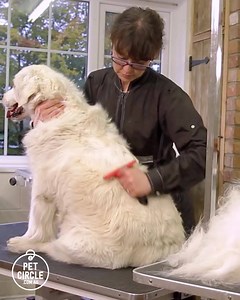 604 reactions · 176 shares | 襤 So satisfying... The FURminator is the king of de-shedding tools for dogs. And we've got it on SALE. Everyone wins - Your dog gets a smooth coat, and you get the satisfaction of creating your own personal mountain of dog fur. ⭐ 33% off RRP + Free 1-2 Day Metro Shipping Tag someone whose pooch could do with a good combing! | Pet Circle | Facebook