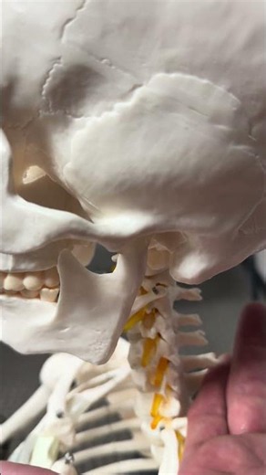 The skeleton's reaction says it all 😲 #chiropractic #asmr