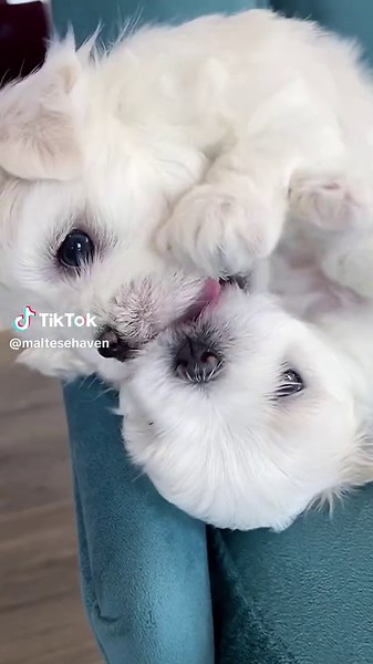 Adorable Maltese Puppies for Sale in the USA