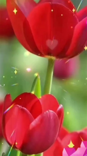 Vibrant Tulips and Crocuses in a Garden Setting