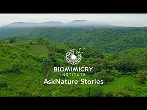 AskNature Stories Long Video Compilation